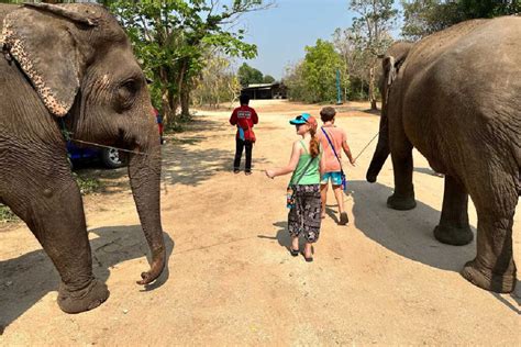 stubborn mule thailand